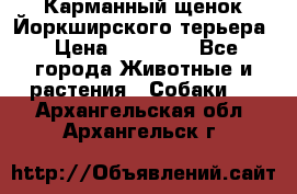 Карманный щенок Йоркширского терьера › Цена ­ 30 000 - Все города Животные и растения » Собаки   . Архангельская обл.,Архангельск г.